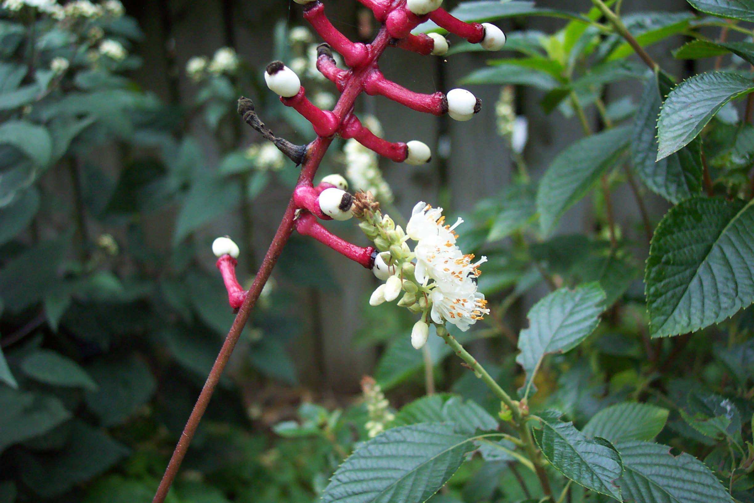 Summersweet and Baneberry