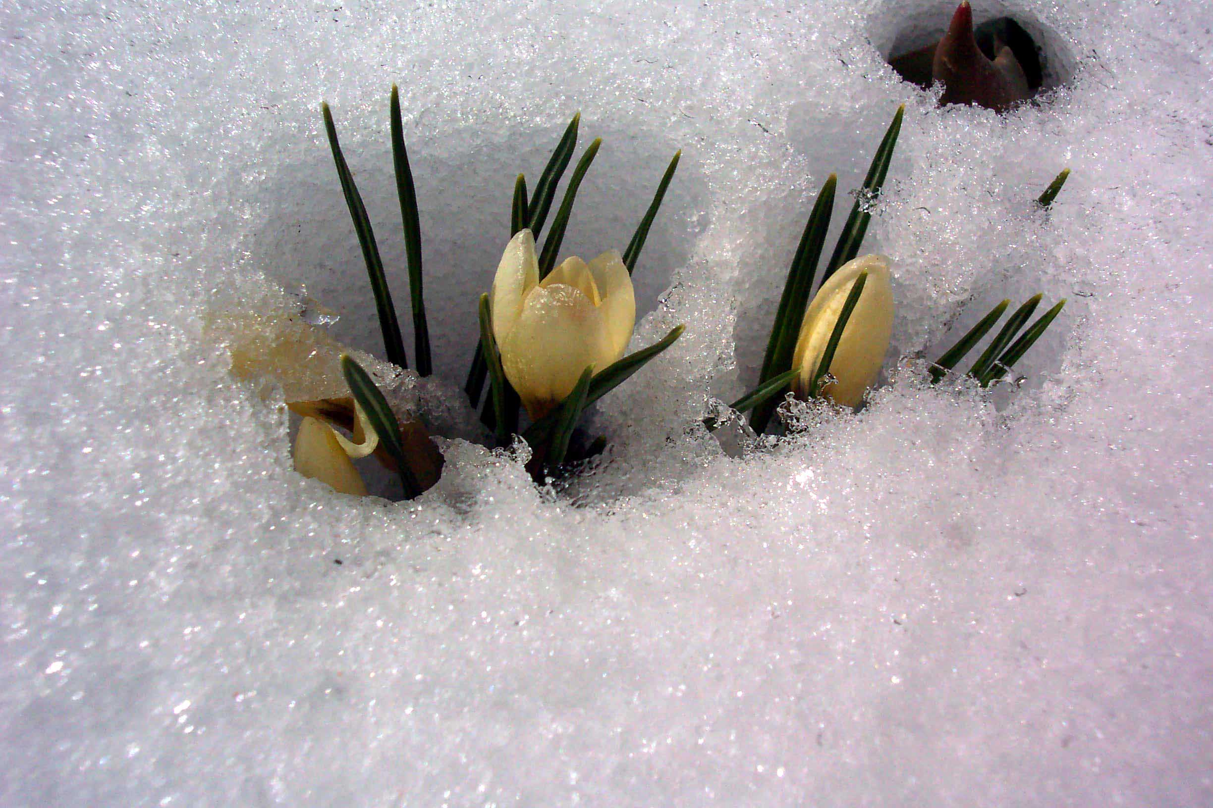 Crocus in April snow