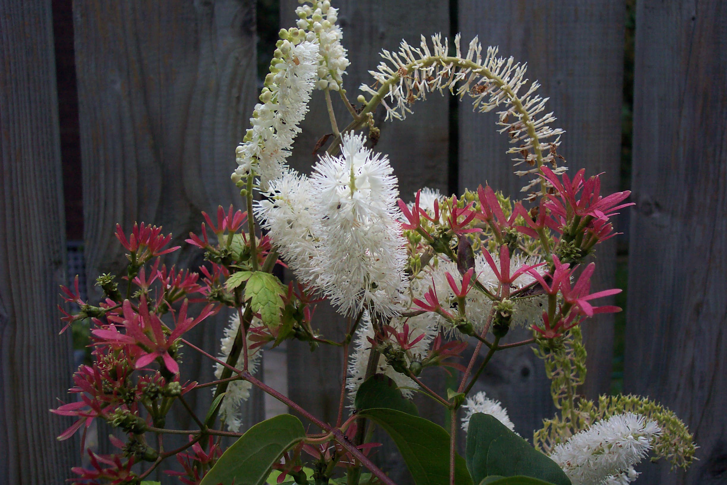 Snakeroot and Seven Sons