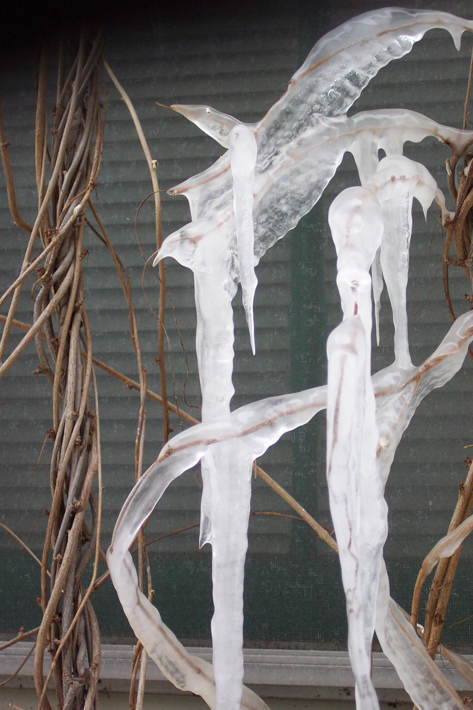 Ice on Akebia vines