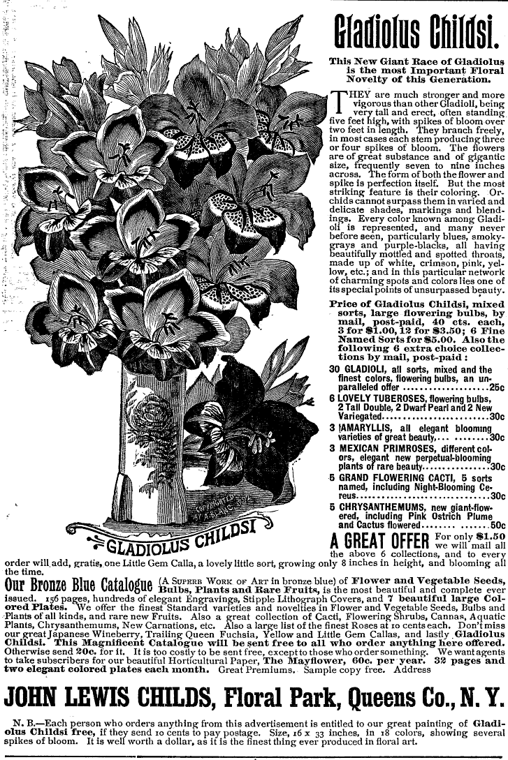 John Lewis Childs - Gladiolus childsi, Garden and Forest Feb 15 1893, pg. iv