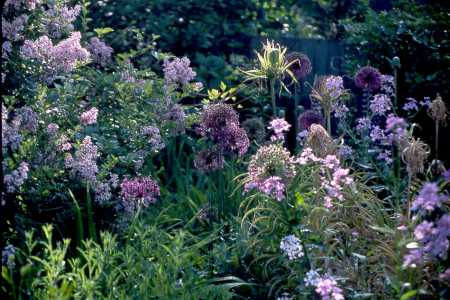 Late May - Allium, Lilac, Dames Rocket
