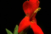 Mimulus cardinalis