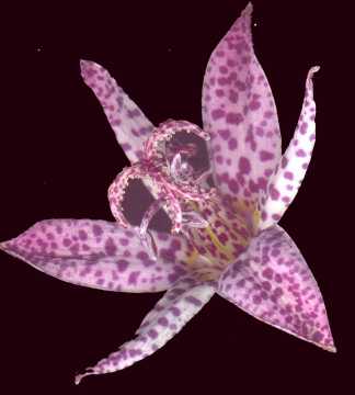 Toad Lily