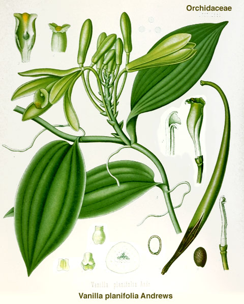 Vanilla planifolia - Hermann A. K�hler, Medizinal Pflanzen, 1887