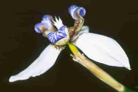 Neomarica gracilis - Apostle plant